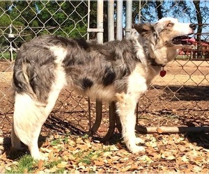 Mother of the Border Collie puppies born on 05/21/2024