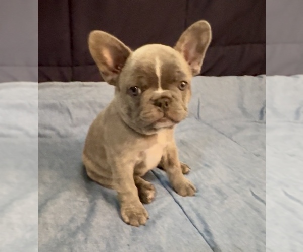 Medium Photo #9 French Bulldog Puppy For Sale in ORANGE, TX, USA