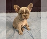 Small #8 French Bulldog
