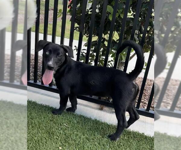 Medium Photo #2 Catahoula Leopard Dog-Labrador Retriever Mix Puppy For Sale in Baytown, TX, USA