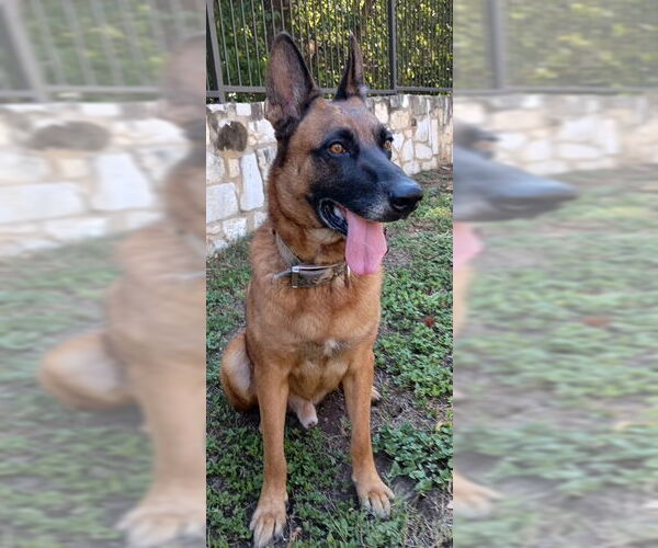 Medium Photo #5 Mutt Puppy For Sale in Stevens Point, WI, USA