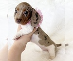 Small #8 Dachshund