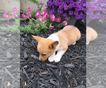 Small Photo #18 Pembroke Welsh Corgi Puppy For Sale in SHILOH, OH, USA