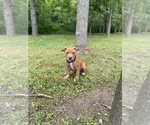 Small Photo #1 American Bully Puppy For Sale in HILTON, NY, USA