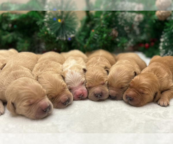 Medium Photo #8 Golden Retriever Puppy For Sale in CERES, CA, USA