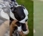 Small Photo #6 Boston Terrier Puppy For Sale in CARMICHAEL, CA, USA