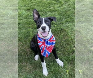 German Shepherd Dog-Unknown Mix Dogs for adoption in Rochester, NY, USA