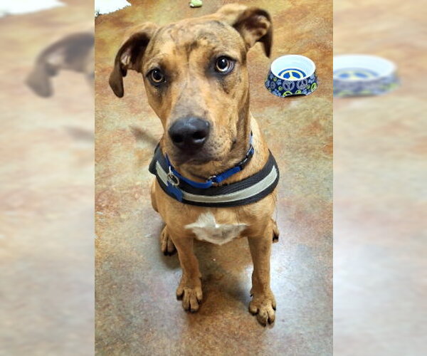 Medium Photo #3 Catahoula Leopard Dog-Unknown Mix Puppy For Sale in Mountain View, AR, USA