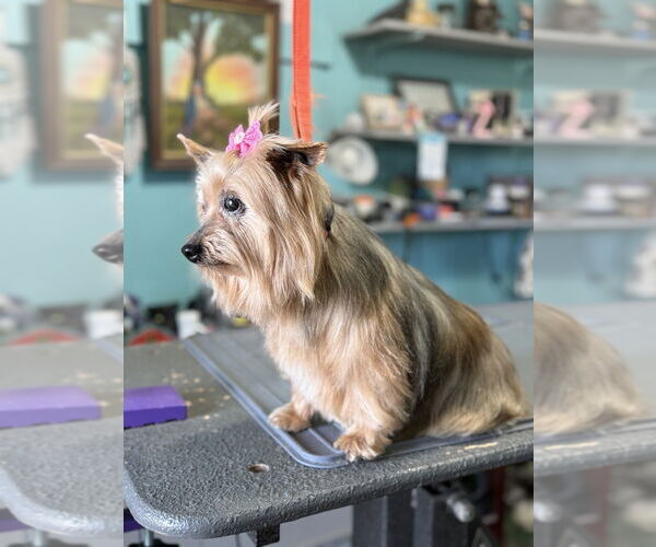 Medium Photo #4 Mutt Puppy For Sale in Mooresville, NC, USA