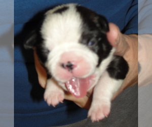 Boston Terrier Puppy for Sale in BENEDICT, Kansas USA