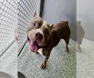 American Pit Bull Terrier Dogs for adoption in Salisbury, NC, USA