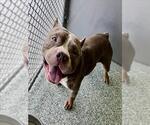 Small American Pit Bull Terrier