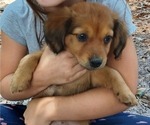 Puppy 1 Cardigan Welsh Corgi-Dachshund Mix