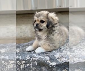 Pekingese Puppy for sale in CANOGA, NY, USA