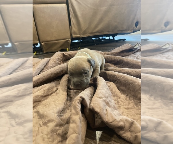 Medium Photo #2 Cane Corso Puppy For Sale in SLIDELL, LA, USA