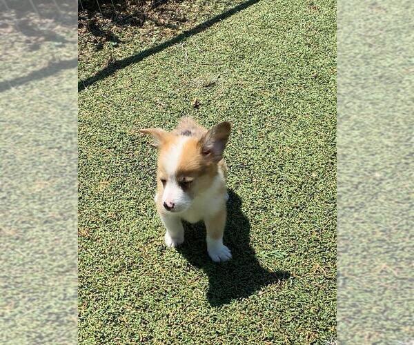 Medium Photo #2 Aussie-Corgi Puppy For Sale in BRIGGSDALE, CO, USA