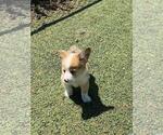 Small #1 Aussie-Corgi
