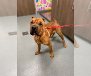 Chinese Shar-Pei Dogs for adoption in Baytown, TX, USA