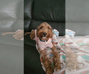 Goldendoodle Dogs for adoption in Orlando, FL, USA