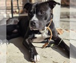 Small #8 American Bulldog Mix