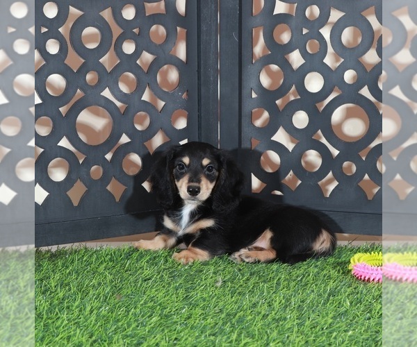 Medium Photo #3 Dachshund Puppy For Sale in MOUNT VERNON, OH, USA