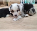 Small Photo #22 Australian Shepherd Puppy For Sale in TUSCUMBIA, AL, USA