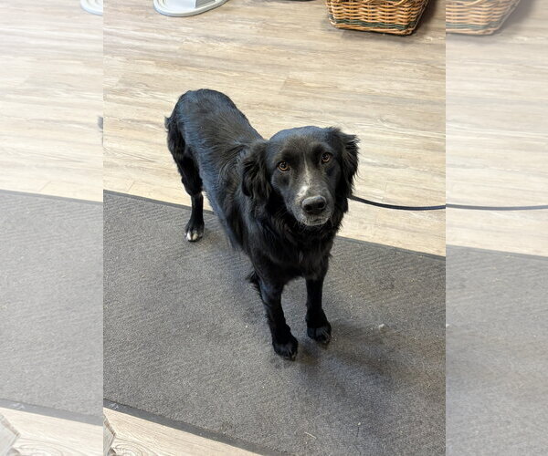 Medium Photo #2 Mutt Puppy For Sale in Emmett, ID, USA