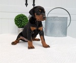 Small Photo #65 Doberman Pinscher Puppy For Sale in GOSHEN, IN, USA