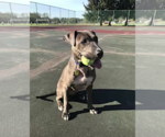 Small #1 American Pit Bull Terrier-Labrador Retriever Mix
