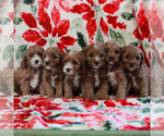 Small Photo #3 Cavapoo Puppy For Sale in PARKESBURG, PA, USA