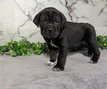 Small Photo #50 Cocker-Pei Puppy For Sale in GOSHEN, IN, USA