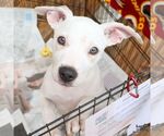 Small #2 Boxer Mix