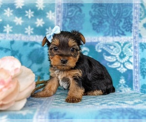 Yorkshire Terrier Puppy for sale in QUARRYVILLE, PA, USA