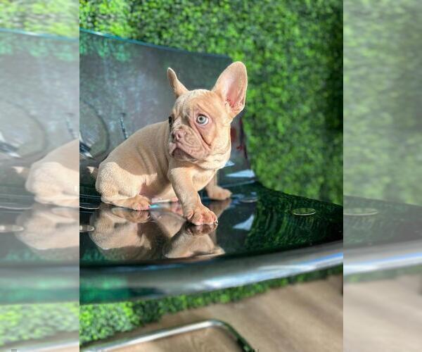 Medium Photo #9 French Bulldog Puppy For Sale in BELLAIRE, TX, USA