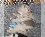 Puppy 1 Olde English Bulldogge