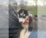 Small Photo #32 Siberian Husky Puppy For Sale in TRIMBLE, MO, USA