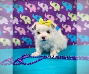 Maltese Puppy for sale in WINNSBORO, LA, USA