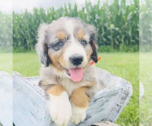 Medium Bernedoodle (Miniature)