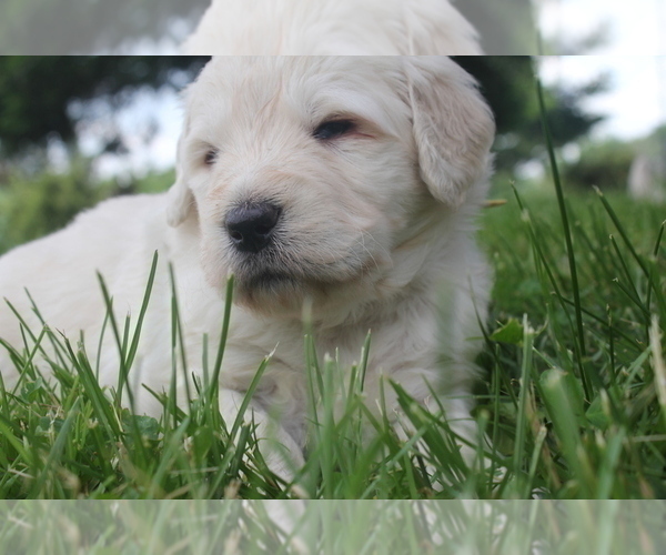 Medium Photo #13 Goldendoodle Puppy For Sale in TURIN, NY, USA
