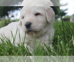 Small Photo #13 Goldendoodle Puppy For Sale in TURIN, NY, USA