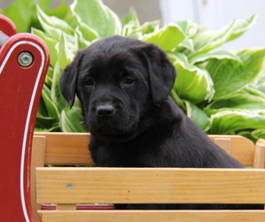 Labrador Retriever Puppy for Sale in HYDE PARK, Vermont USA