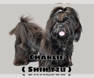 Father of the Shih Tzu puppies born on 10/20/2022