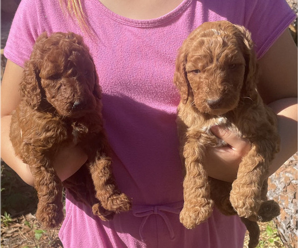 Medium Photo #2 Labradoodle Puppy For Sale in JACKSONVILLE, FL, USA