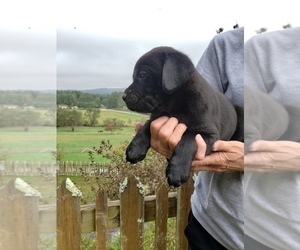 Cane Corso-Labrador Retriever Mix Puppy for sale in HENDERSONVILLE, NC, USA