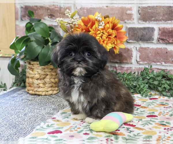 Medium Photo #3 Shih Tzu Puppy For Sale in SYRACUSE, IN, USA