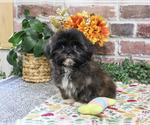Harriet - Female Shih Tzu Puppy for Sale - Photo #3