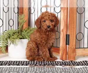 Goldendoodle (Miniature) Puppy for sale in NAPLES, FL, USA