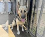 Small #1 German Shepherd Dog Mix