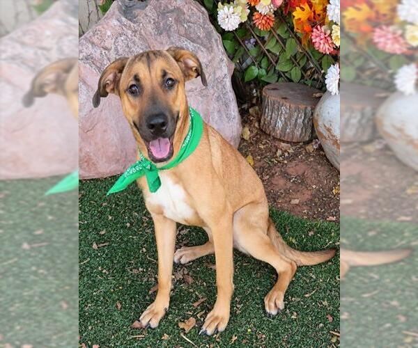 Medium Photo #1 Mutt Puppy For Sale in Oklahoma City, OK, USA