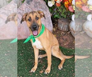 Mutt Dogs for adoption in Oklahoma City, OK, USA